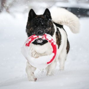 Can Dogs Handle Cold Weather?