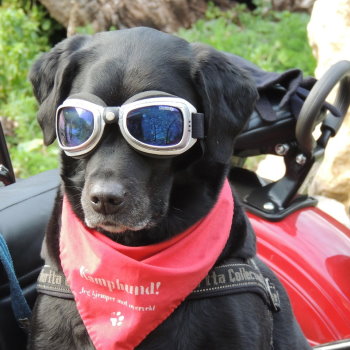 motorcycle accessories for dogs
