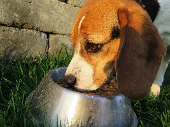 beagle eating from bowl