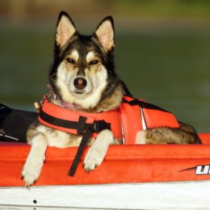 boating accessories for dogs