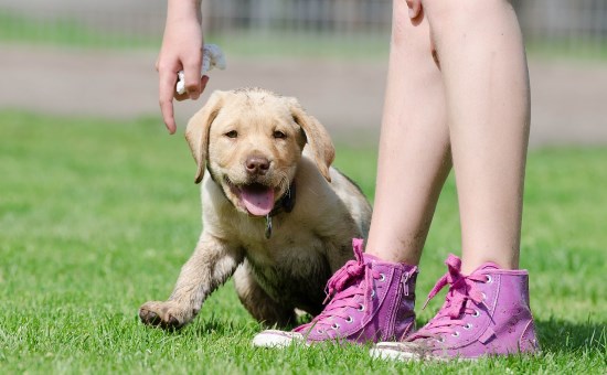 how to choose a dog trainer