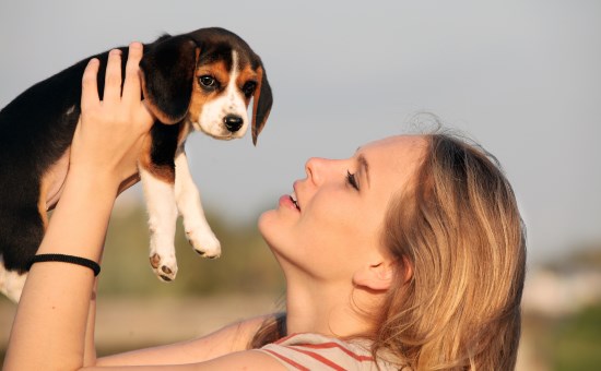facts about beagles